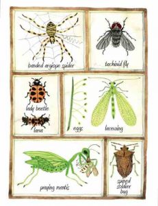 Beneficial Insects: Get to Know the Good Garden Bugs Image